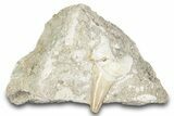 Otodus Shark Tooth Fossil in Rock - Morocco #274934-1
